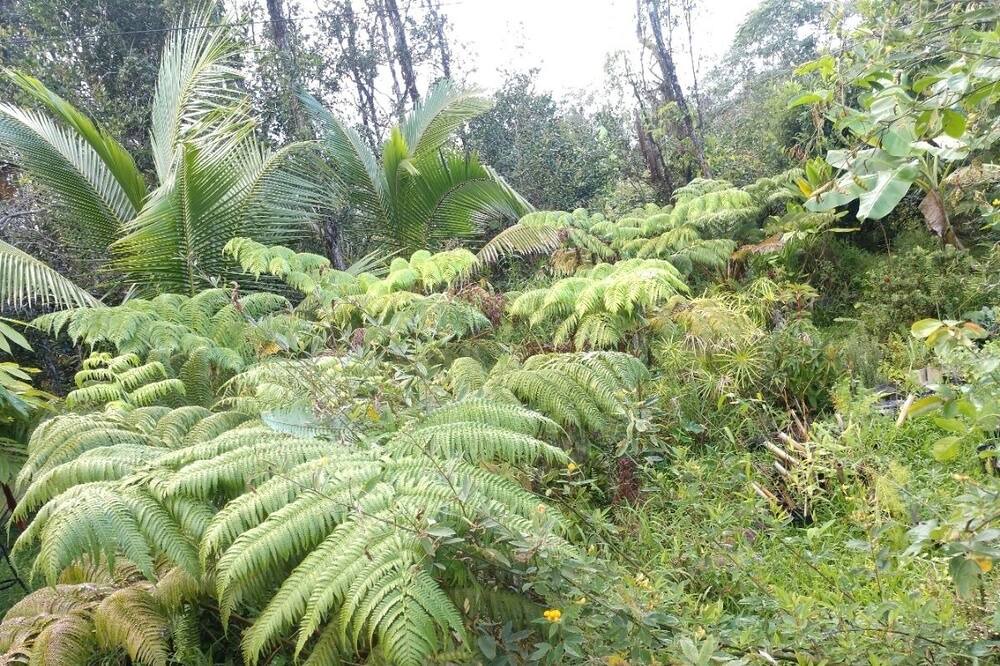 Photo of Outdoor in Hawaiian Acres