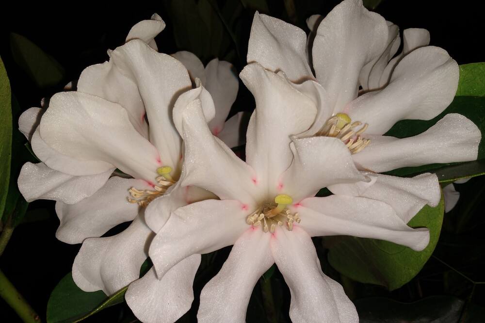 Photo of Others in Hawaiian Acres