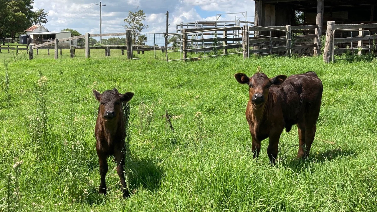 Photo of Outdoor in Kurrajong