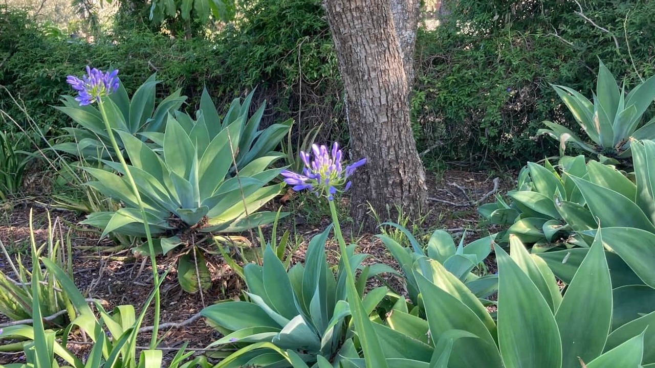 Photo of Outdoor in Kurrajong