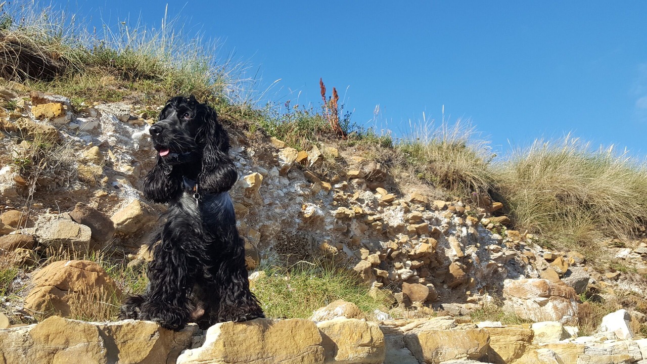 Photo of Others in Dunbar