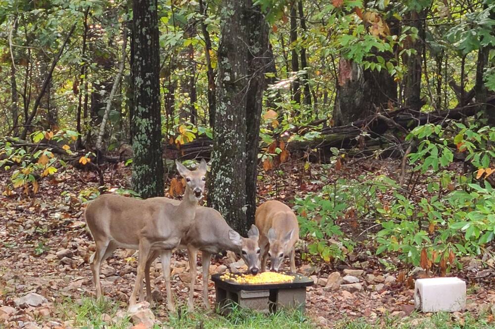 Photo of Others in Maysville