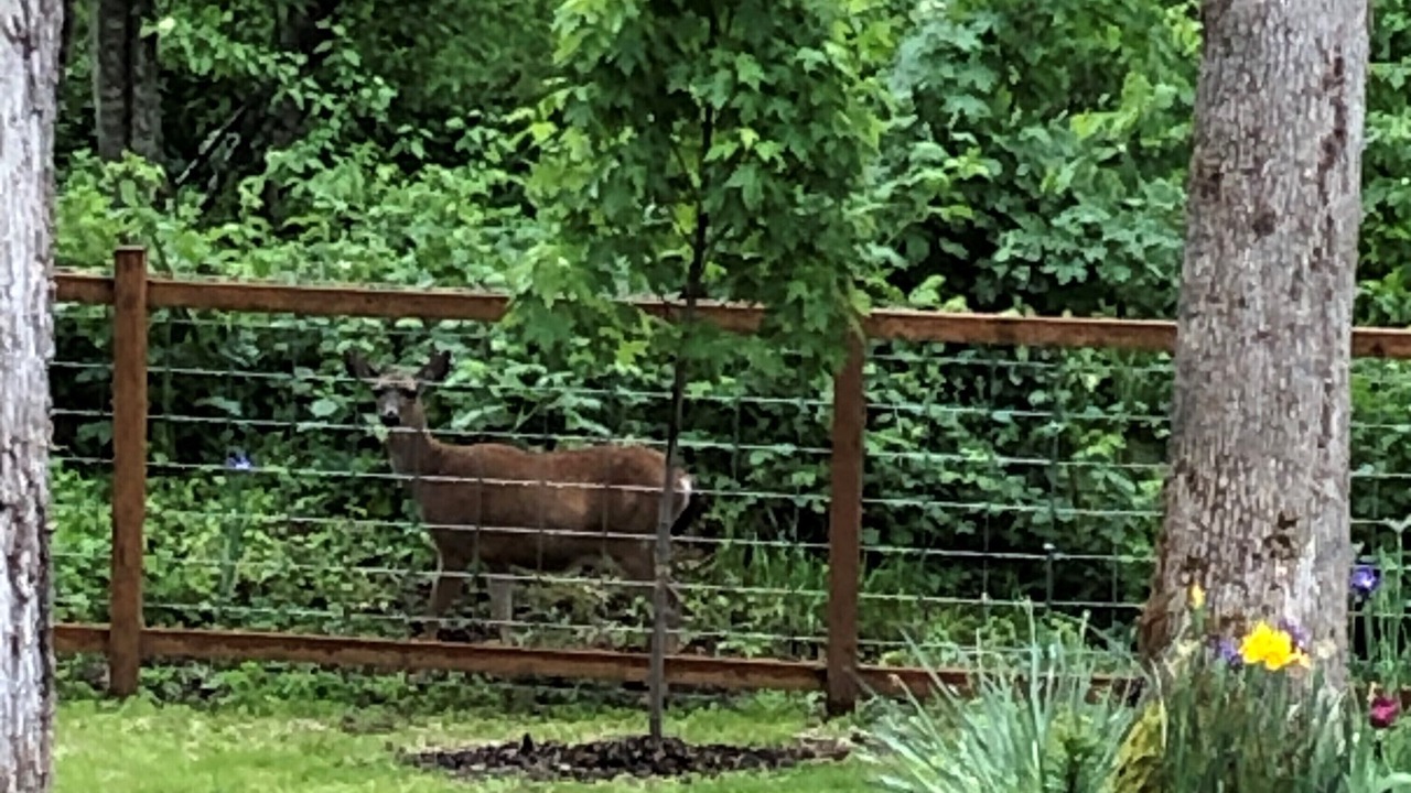 Photo of Outdoor in Cottage Grove