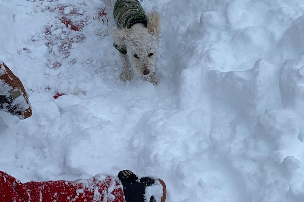 Photo of Others in Wrightwood