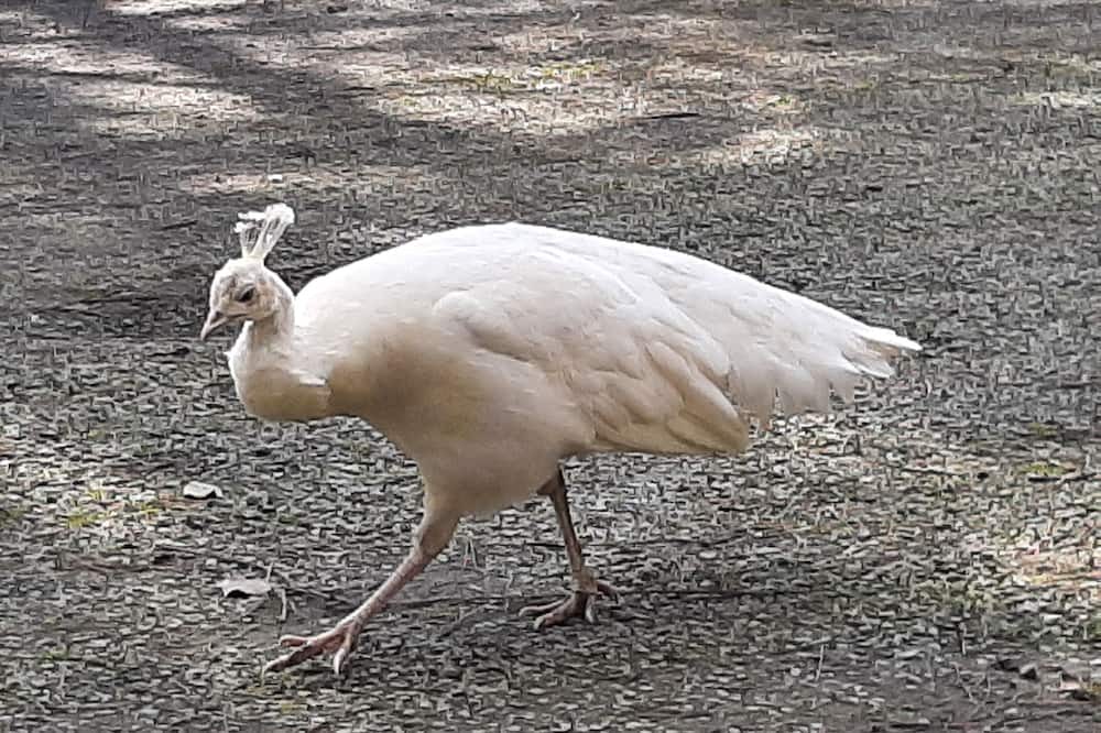 Photo of Others in Saint-Thual