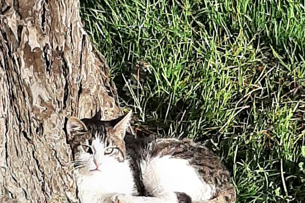 Photo of Others in Saint-Thual