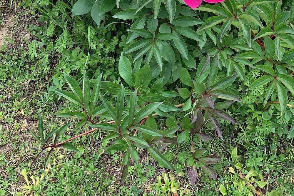 Photo of Others in Pargny-sur-Saulx