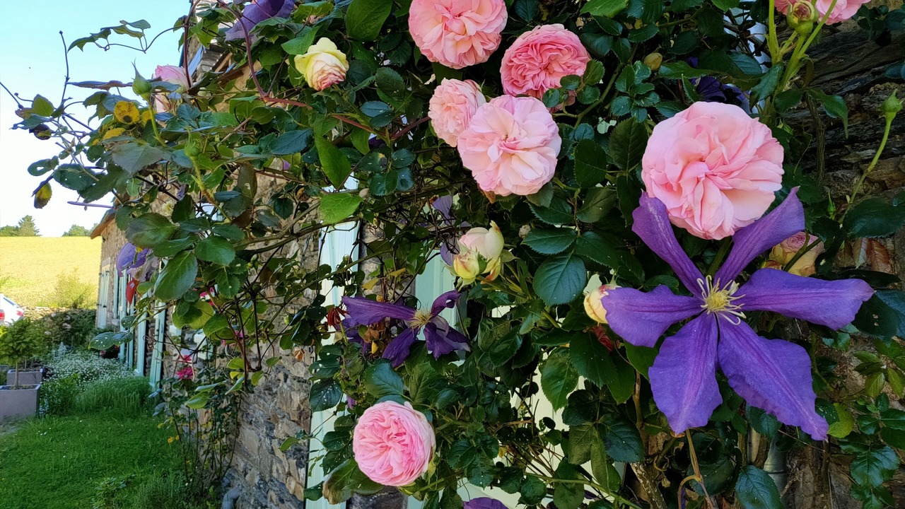 Photo of Outdoor in Saint-Martin-sur-Oust