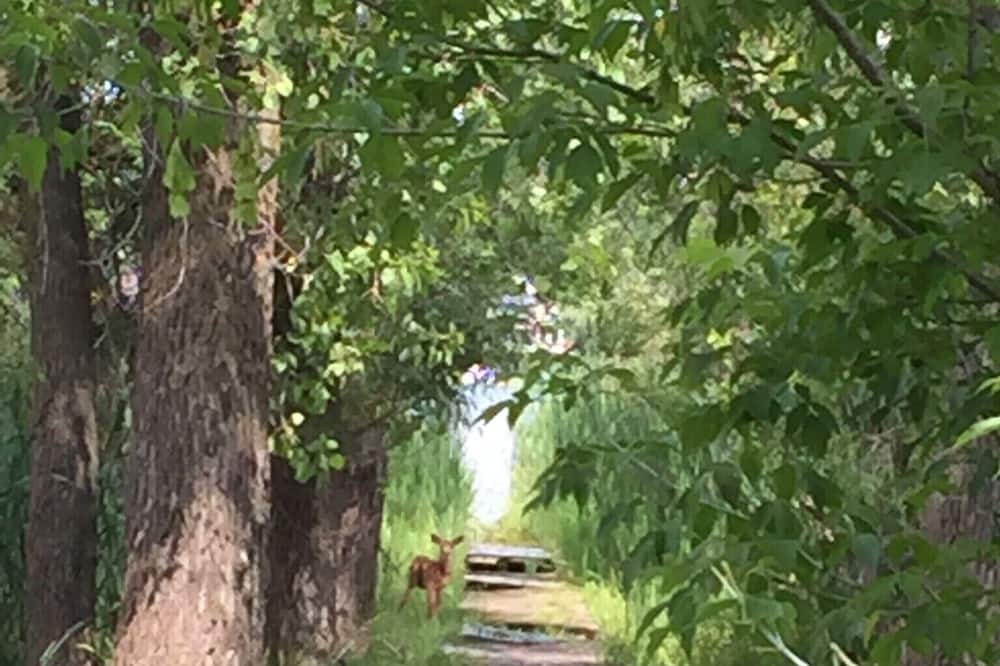 Photo of Outdoor in Haslett