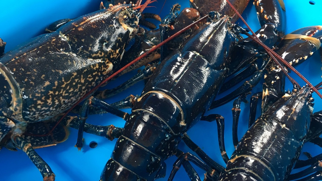 Photo of Others in Pouldreuzic