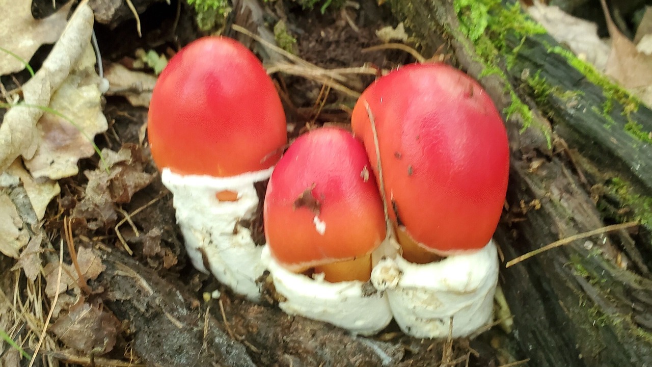 Photo of Others in Kerhonkson