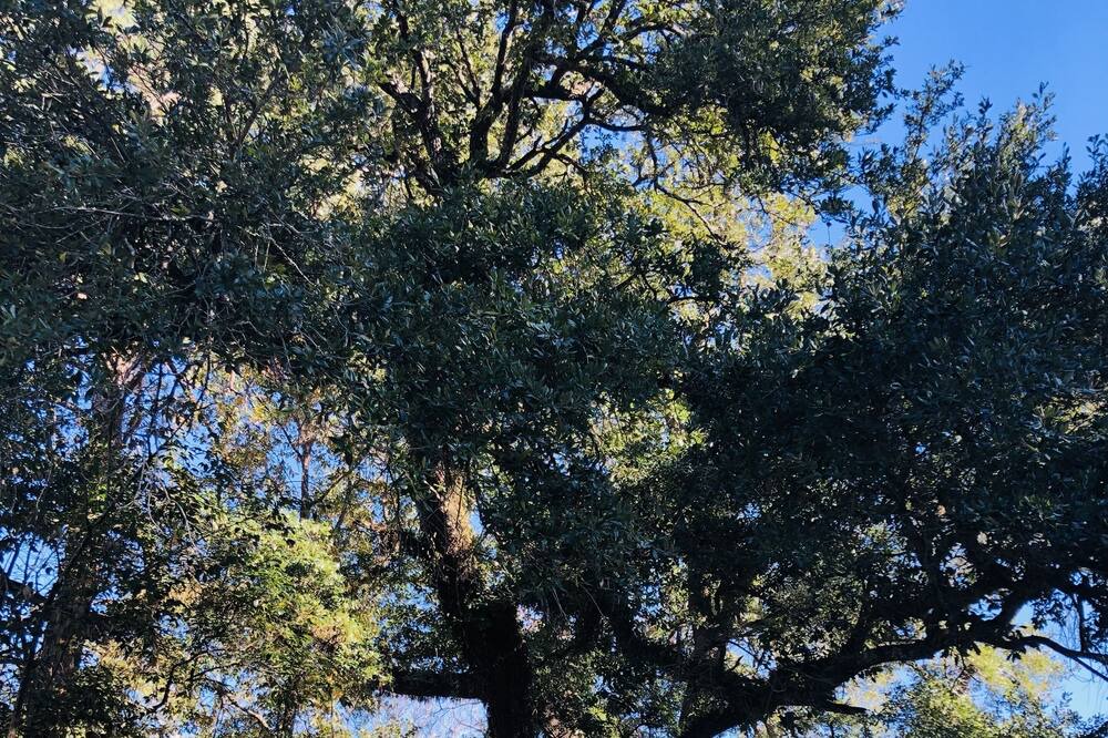 Photo of Outdoor in Natchitoches