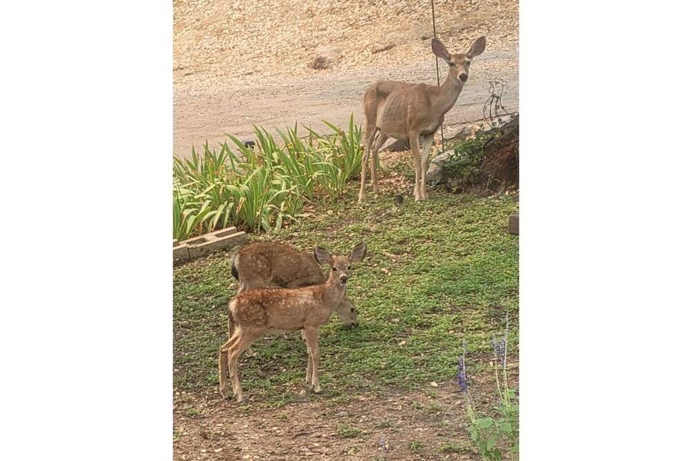 Photo of Others in Placerville