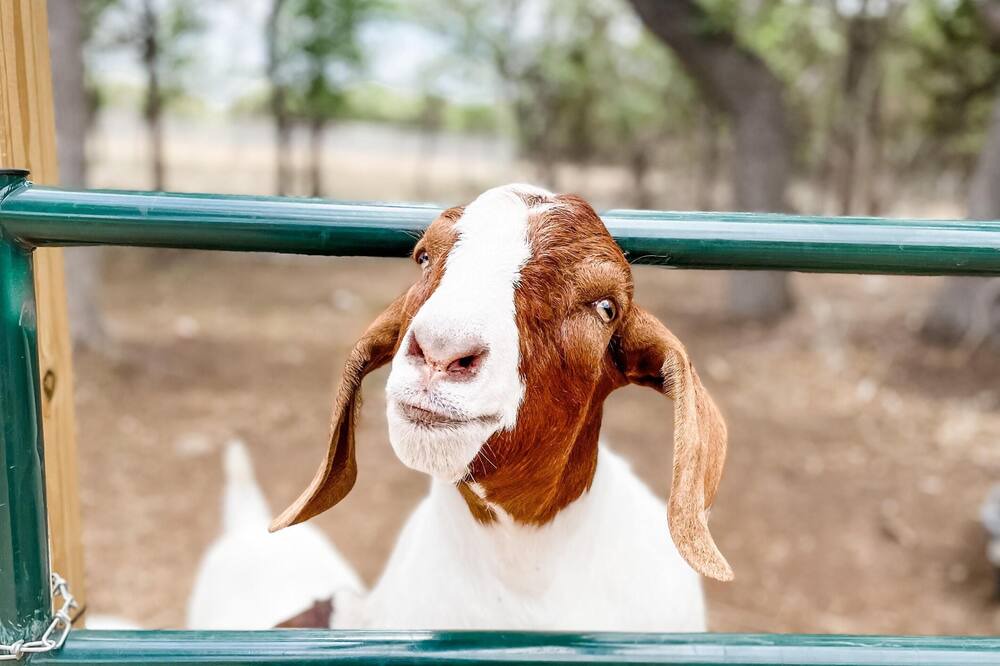 Photo of Others in Marble Falls
