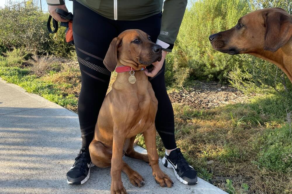 Photo of Outdoor in Connewarre