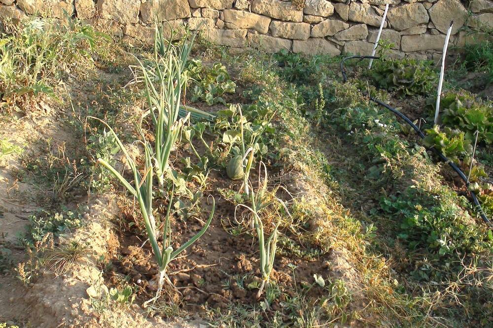 Photo of Outdoor in Llobera