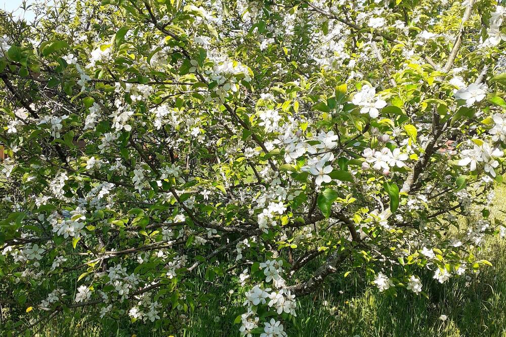 Photo of Outdoor in Publier