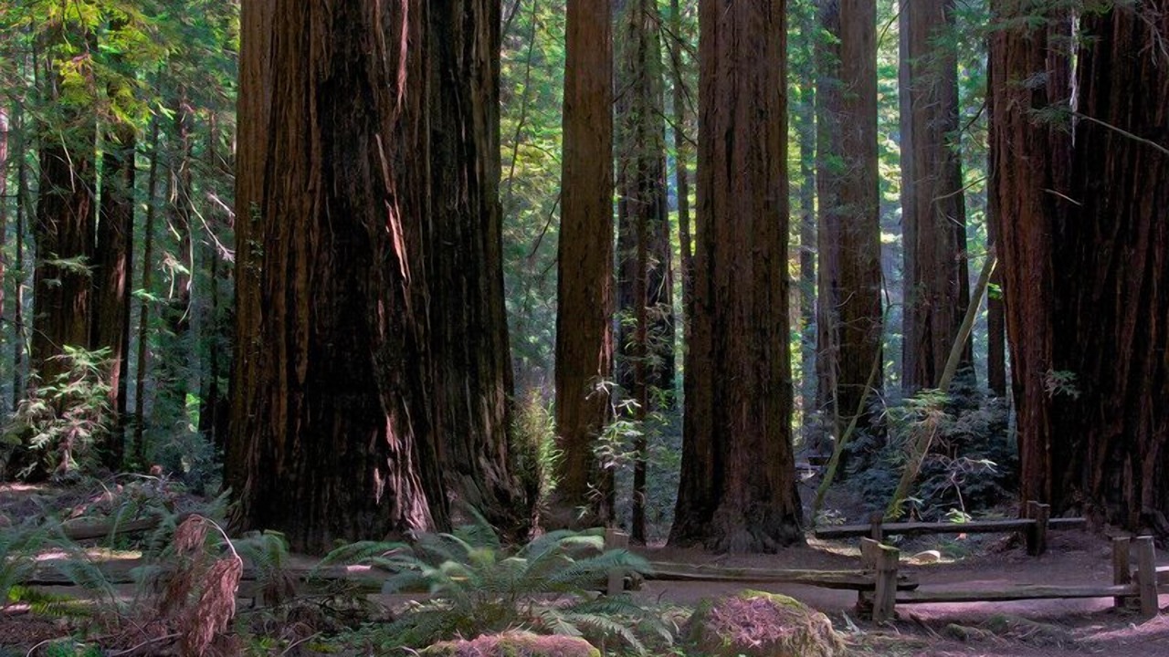 Photo of Outdoor in Occidental