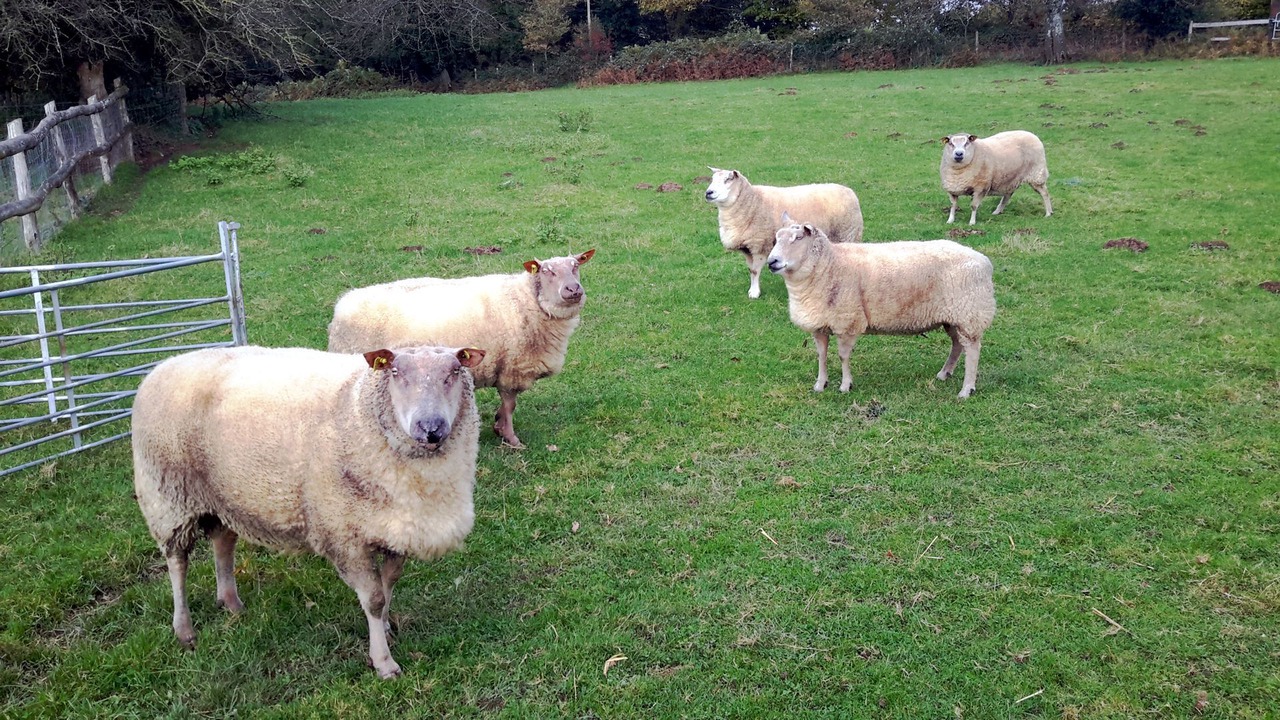 Photo of Outdoor in Saint-Thomas-de-Courceriers