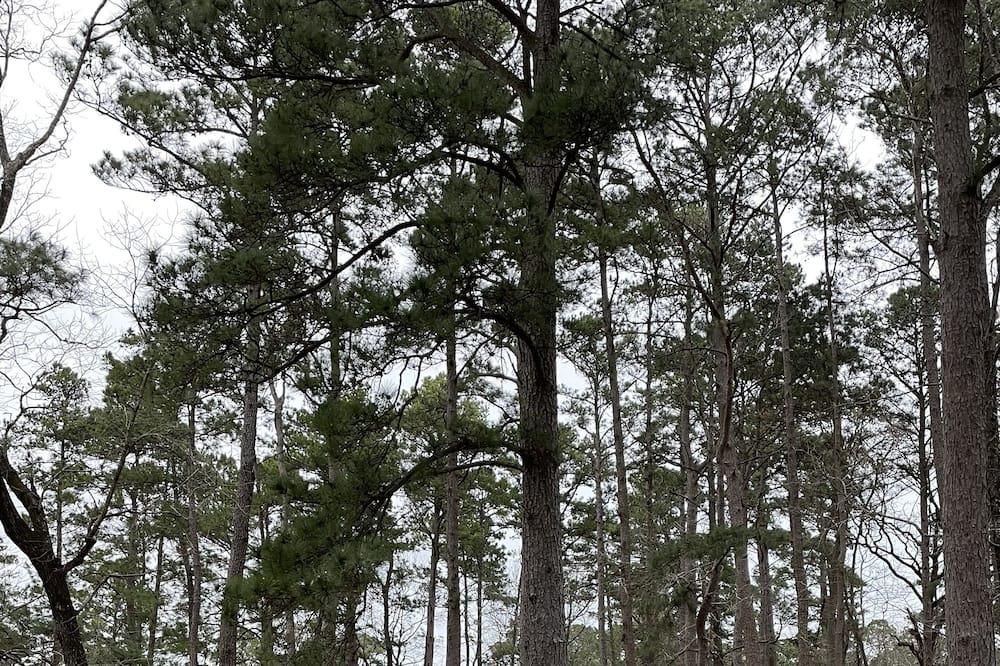 Photo of Outdoor in Cape Royale