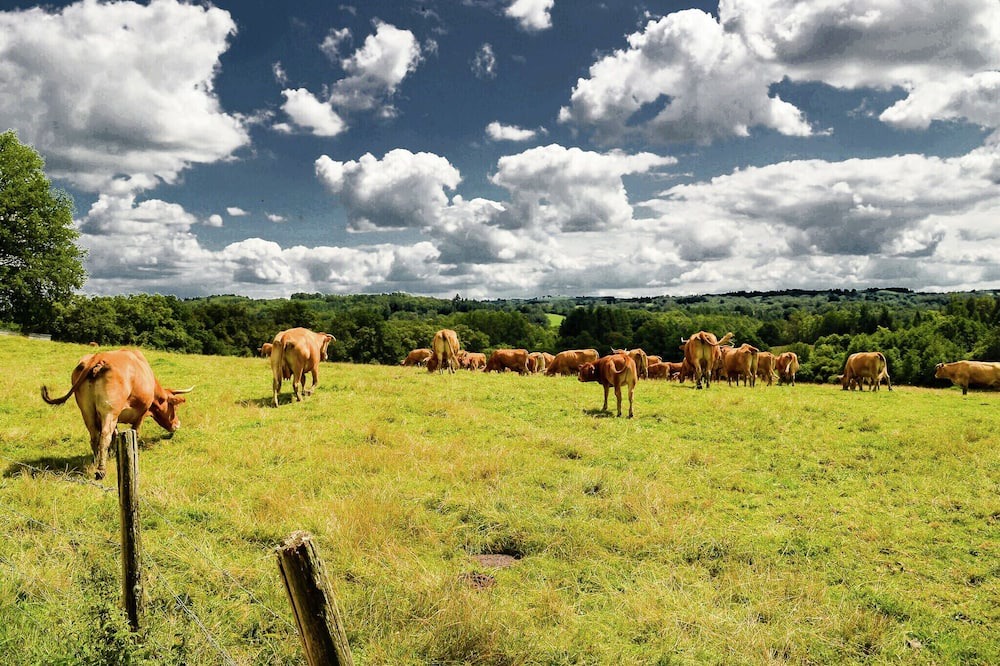 Photo of Others in Oradour-sur-Vayres