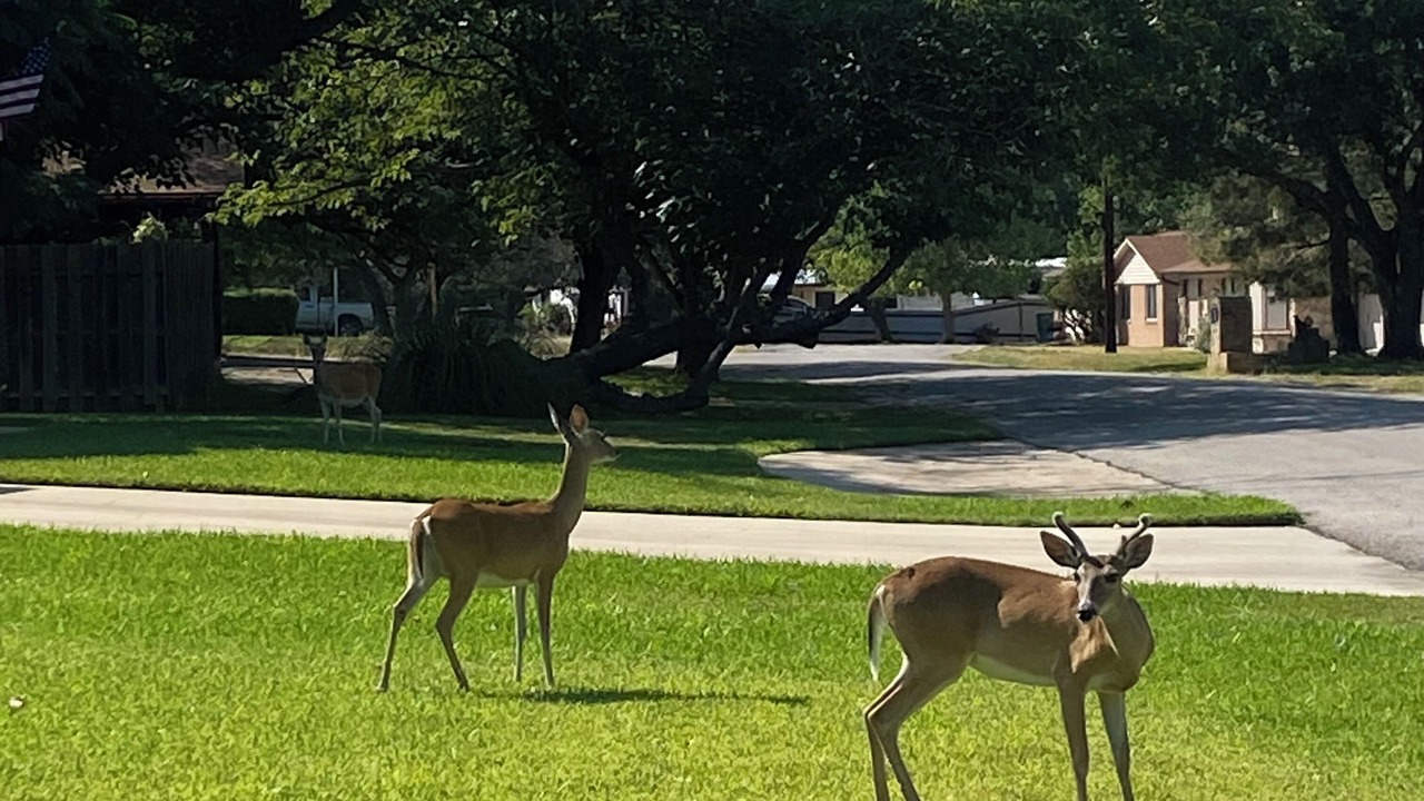 Photo of Outdoor in Bell County