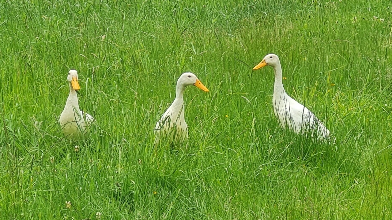 Photo of Others in Wairarapa