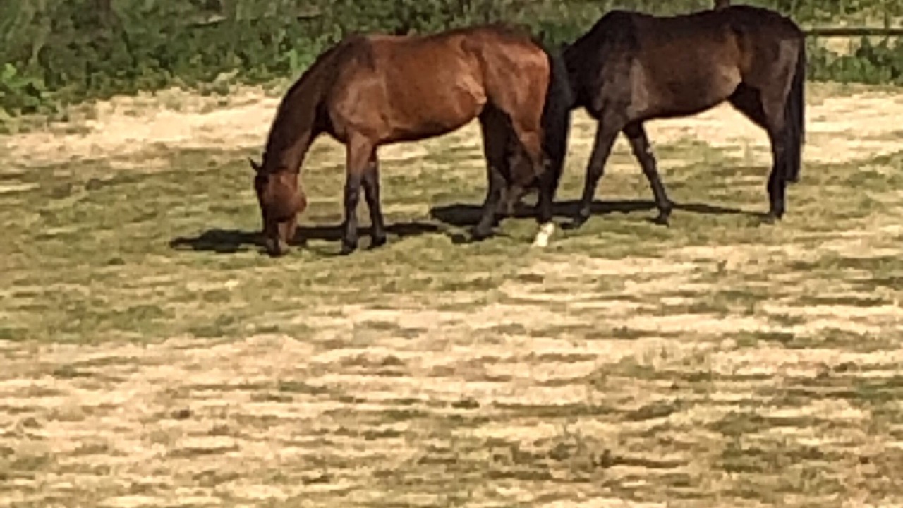 Photo of Others in Henfield