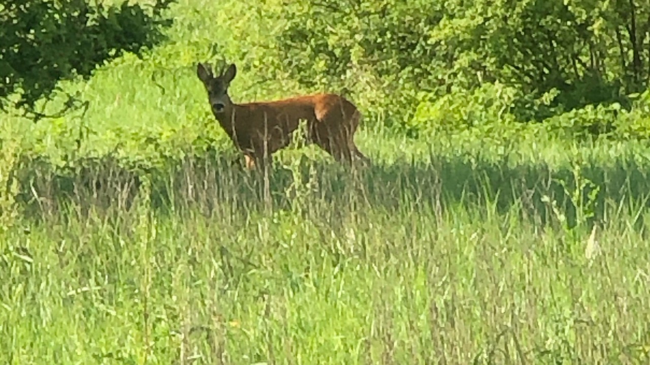 Photo of Others in Henfield