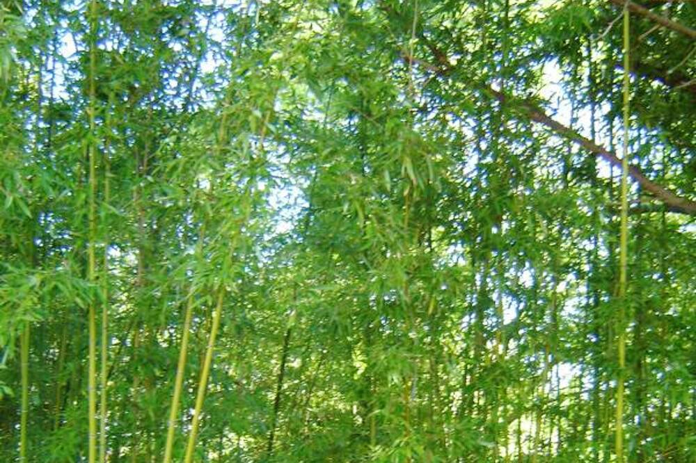 Photo of Outdoor in Cardet