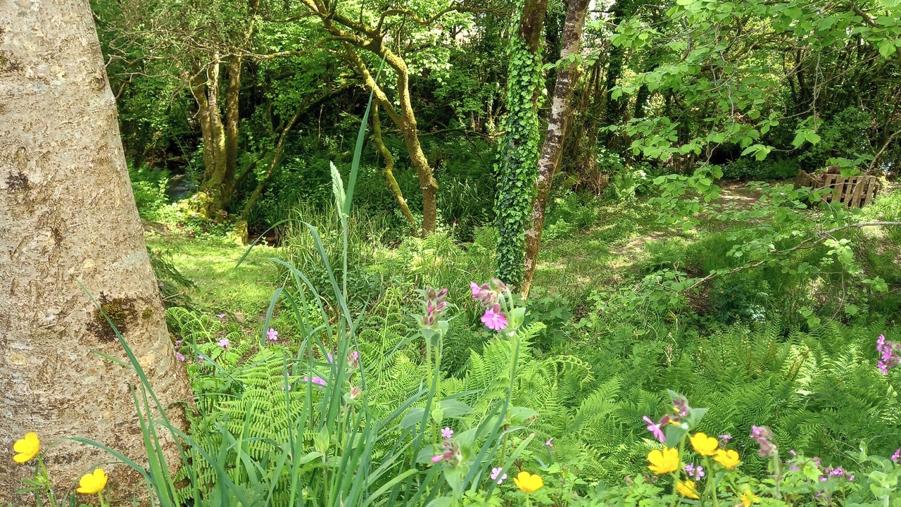 Photo of Outdoor in Bradworthy