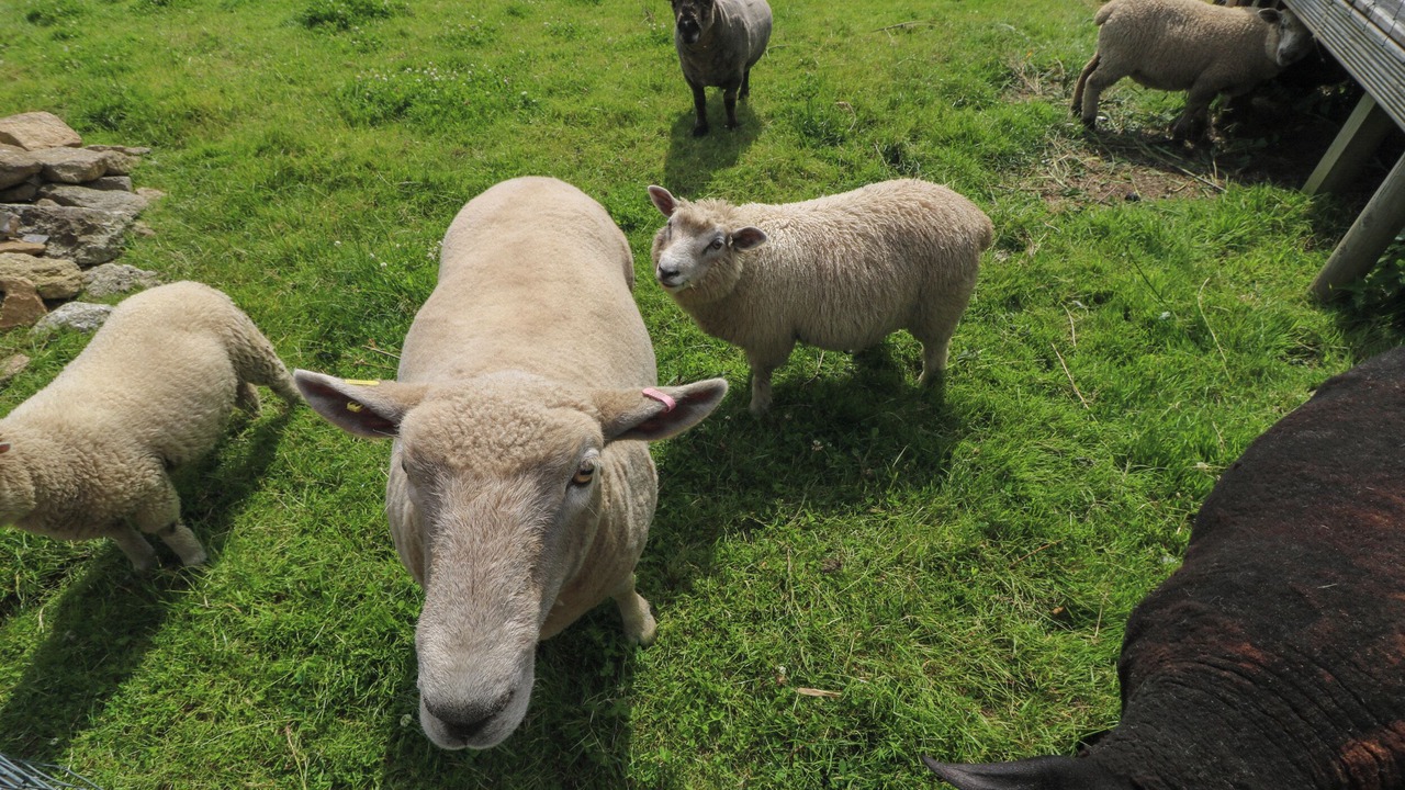Photo of Others in Helford Passage