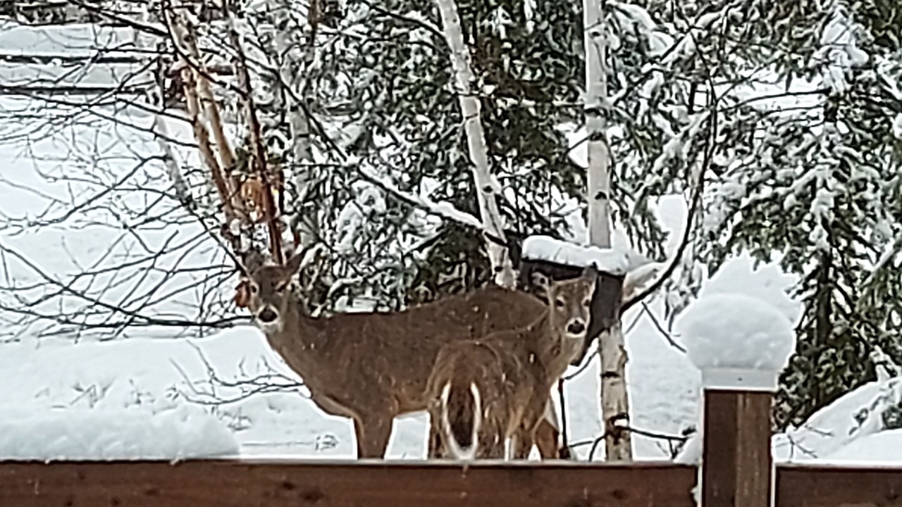 Photo of Others in Mauricie
