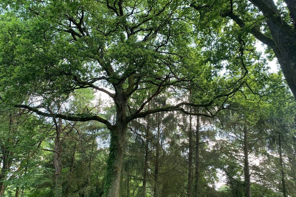 Photo of Outdoor in Nort-sur-Erdre