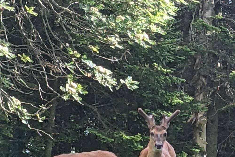 Photo of Outdoor in North Creek