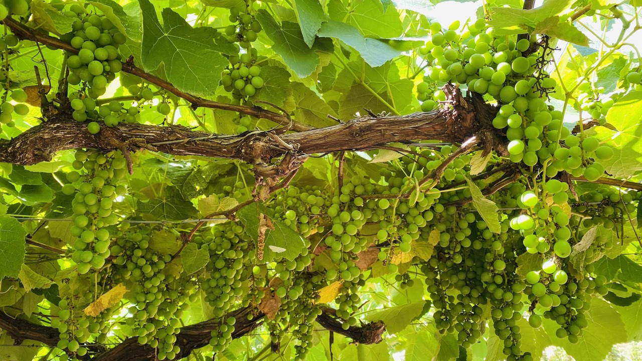 Photo of Outdoor in Myrtleford