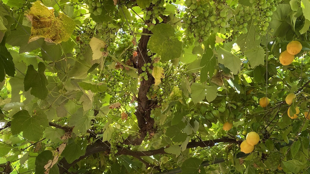 Photo of Outdoor in Myrtleford