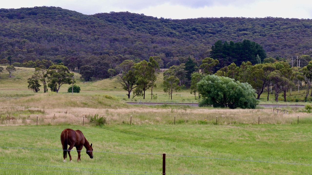 Photo of Others in Wallerawang