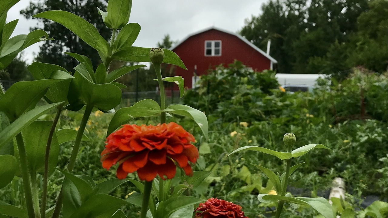 Photo of Outdoor in Gibbon