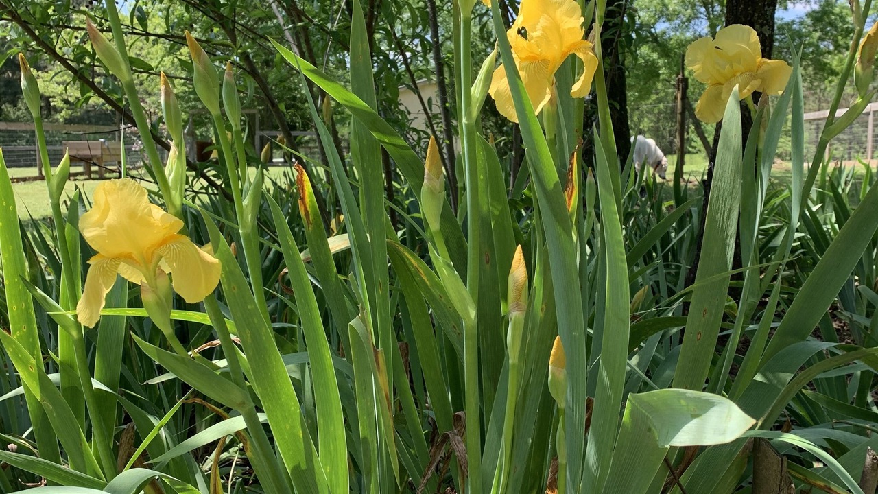Photo of Outdoor in Golden
