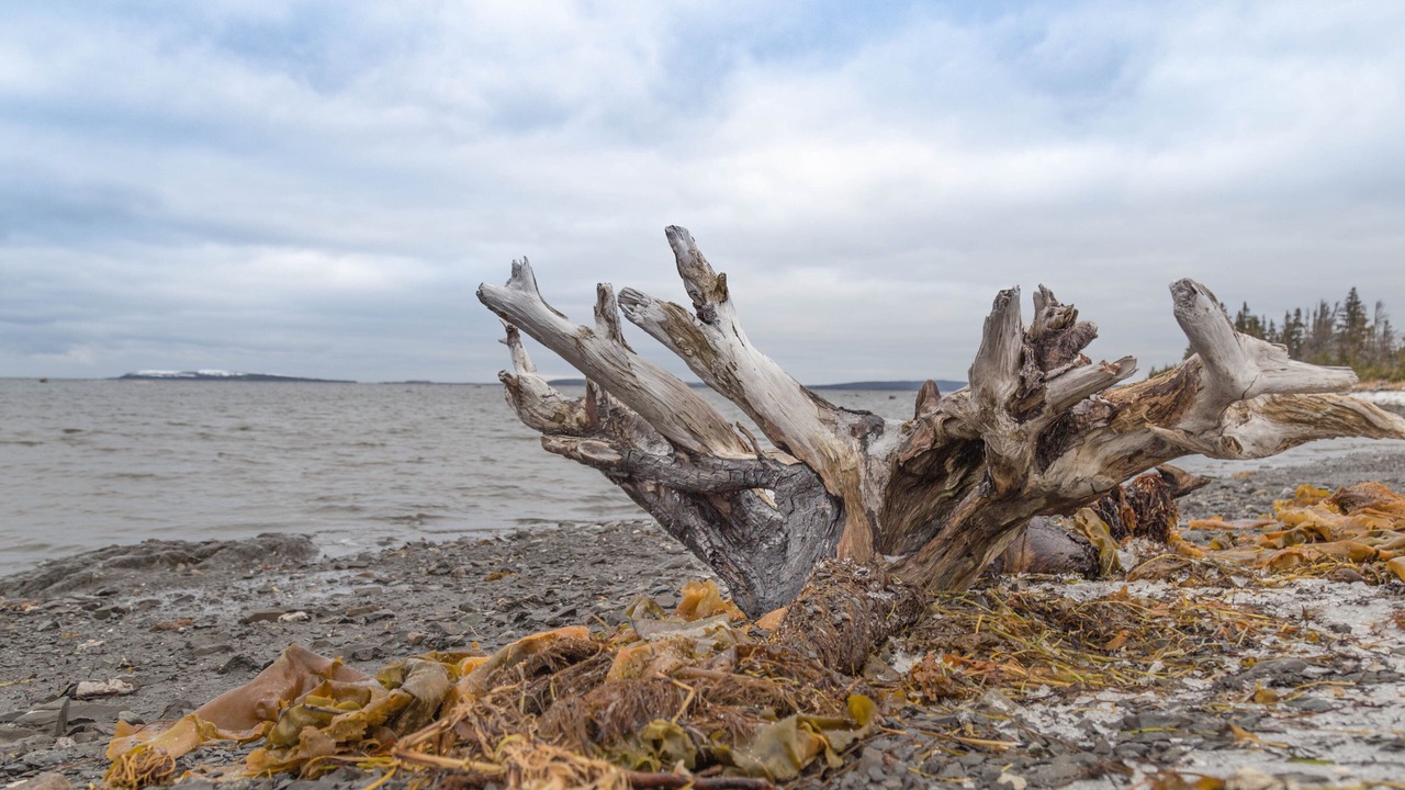 Photo of Others in L'Anse aux Meadows
