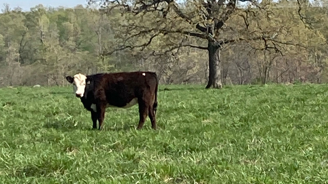 Photo of Outdoor in Siloam Springs