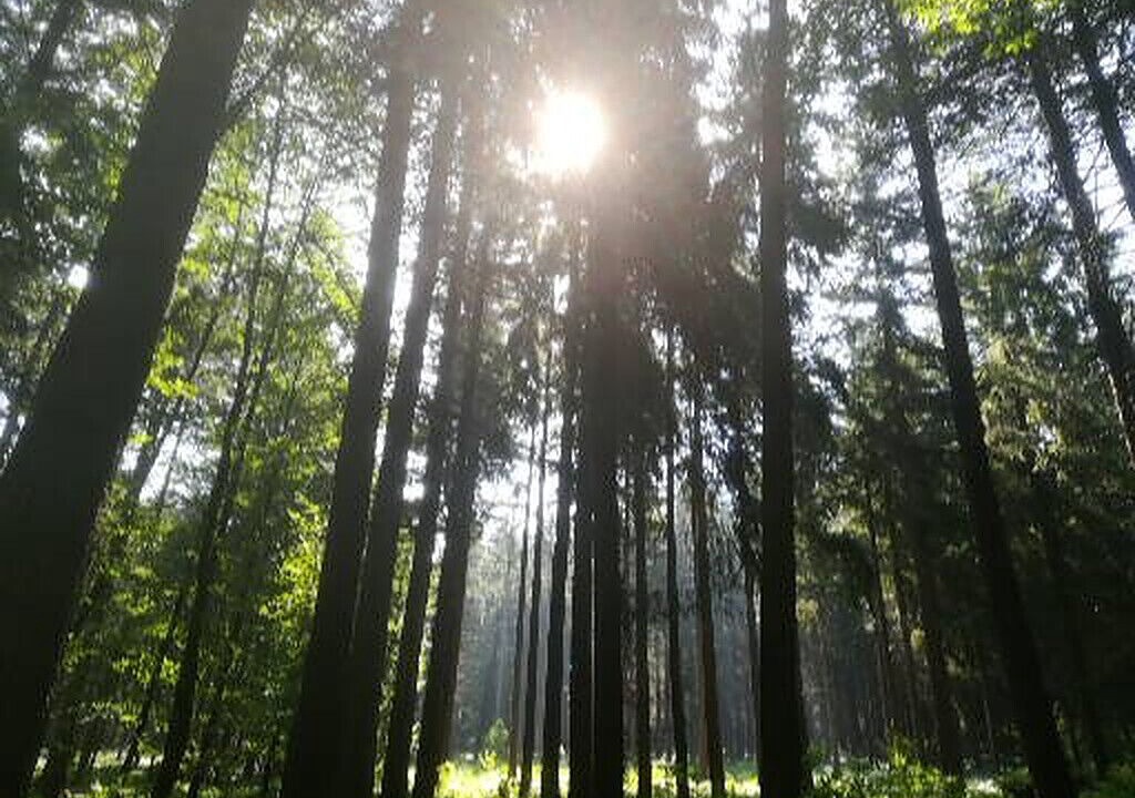 Photo of Outdoor in Rouperroux