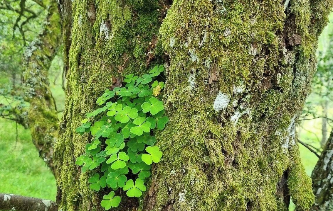 Photo of Others in Blair Atholl