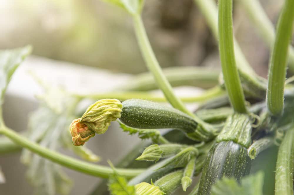 Photo of Others in Glenaroua