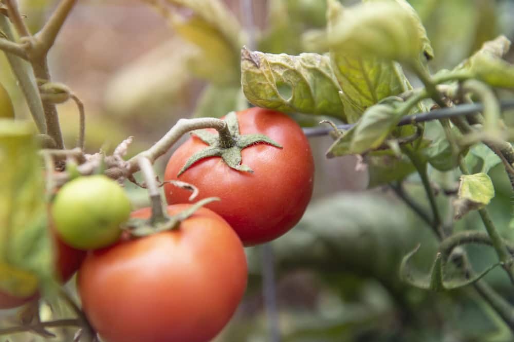 Photo of Outdoor in Glenaroua