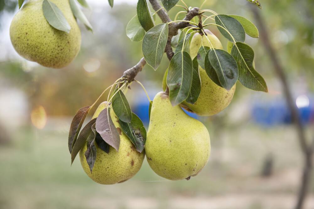 Photo of Outdoor in Glenaroua