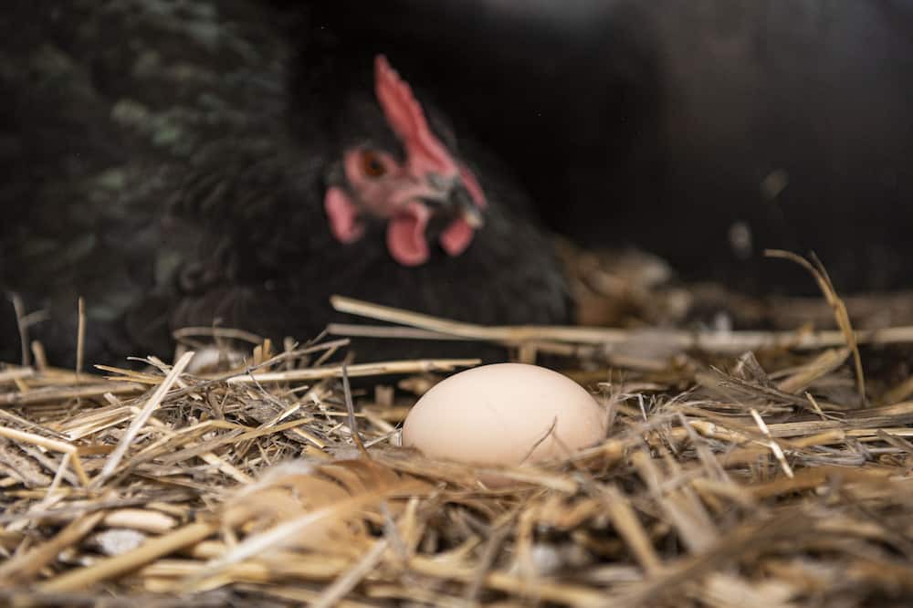 Photo of Others in Glenaroua