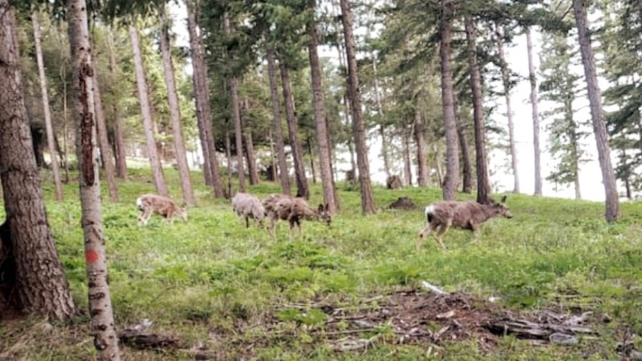 Photo of Outdoor in Cle Elum