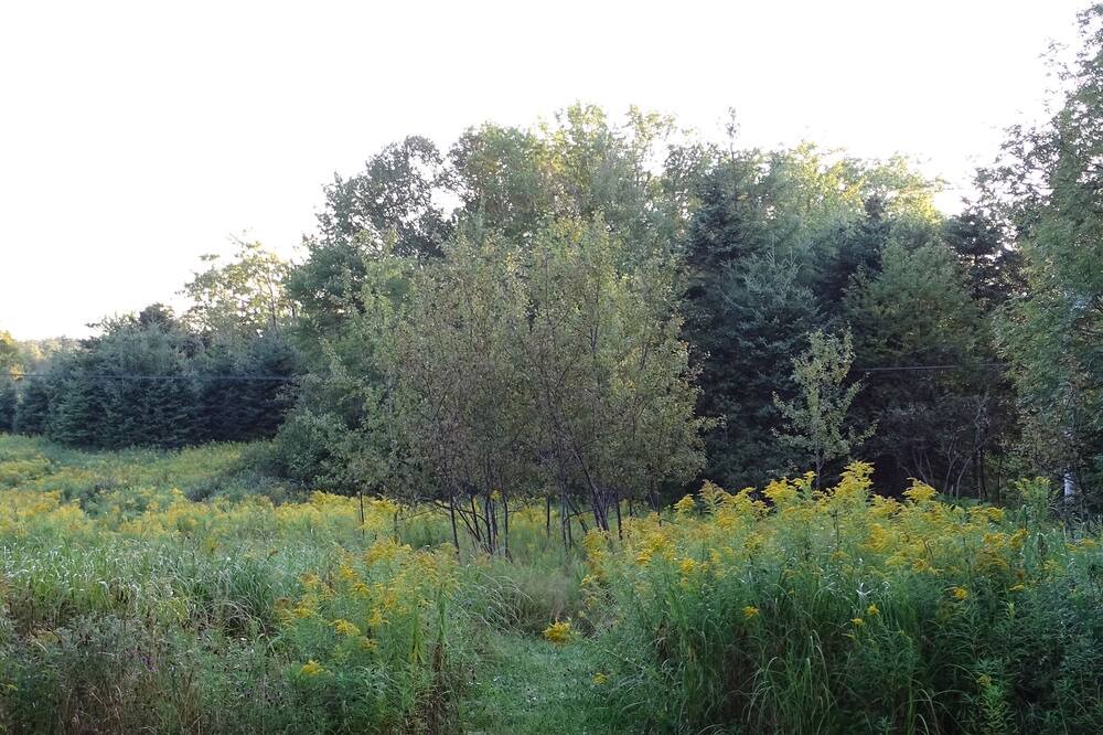 Photo of Outdoor in Mineville